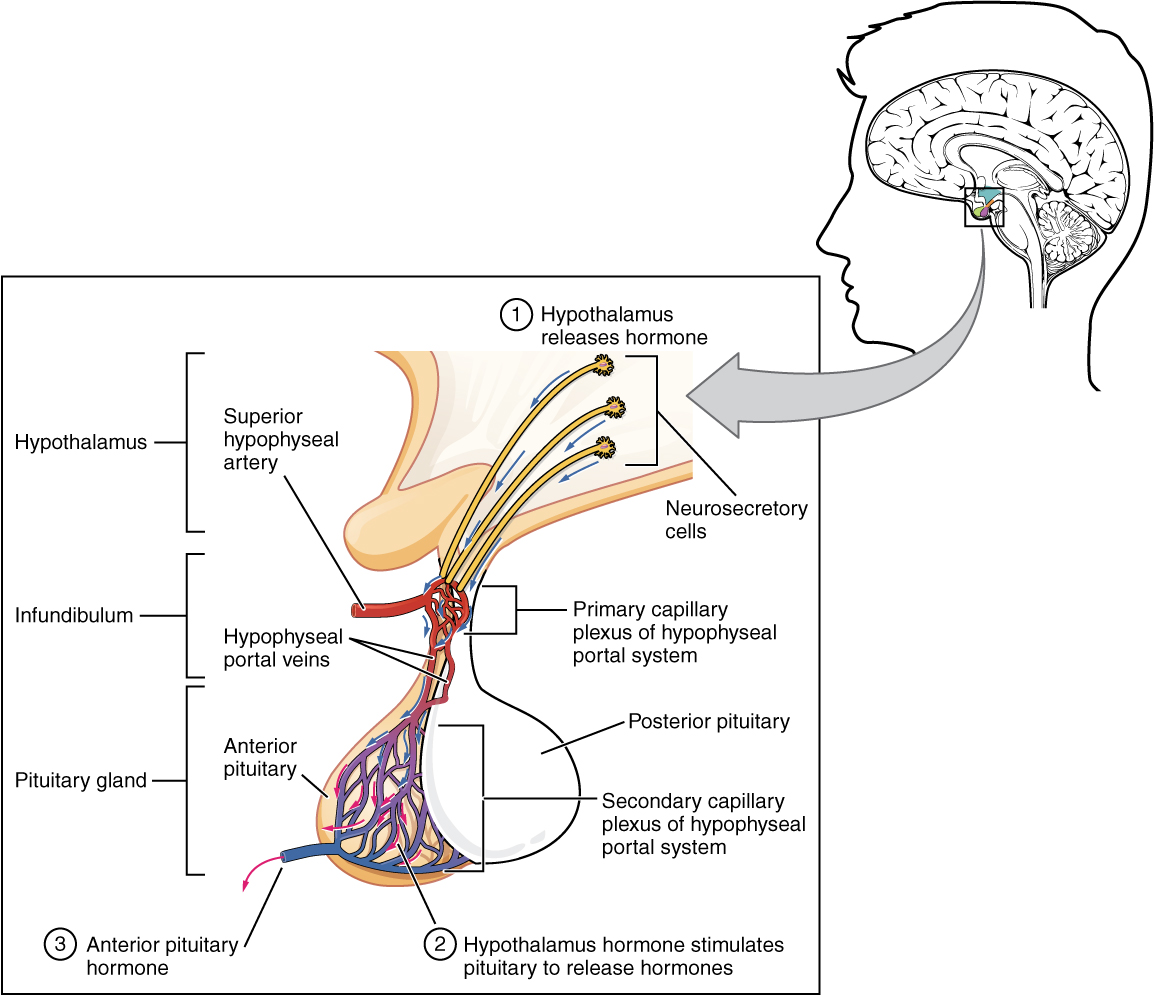 Illustration showing enlarged view of posterior pituitary with labels.