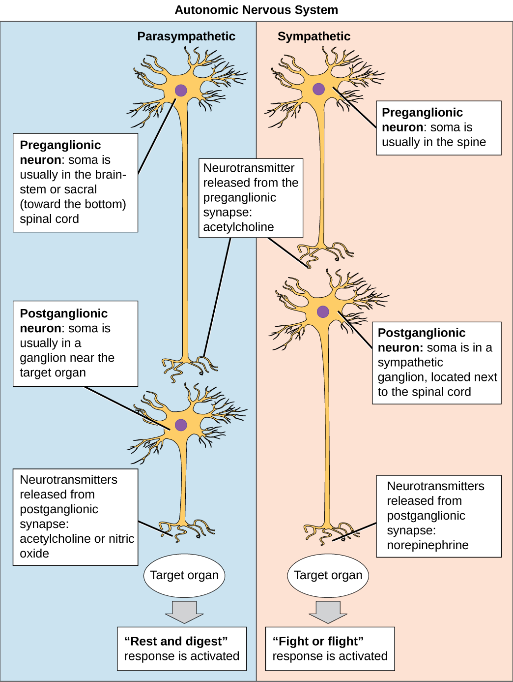 The Autonomic System neurons conduct signals via the preganglionic neurons to postganglionic neurons to the target organs.