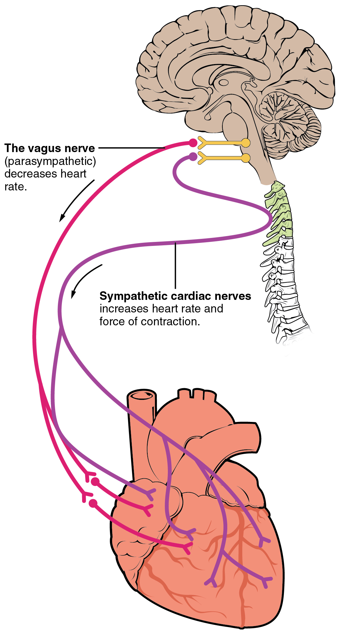 The vagus nerve (parasympathetic] decreases heart rate. Sympathetic cardiac nerves increases heart rate and force of contraction.