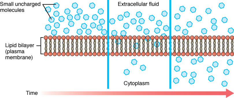 effect of alcohol concentration on membrane permeability