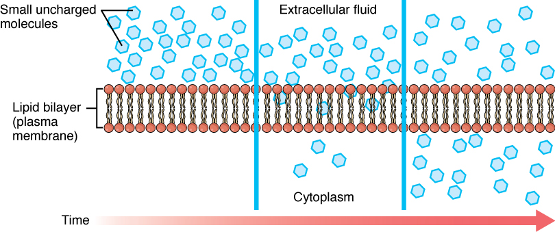 CH103 - Chapter 8: Homeostasis and Cellular Function - Chemistry