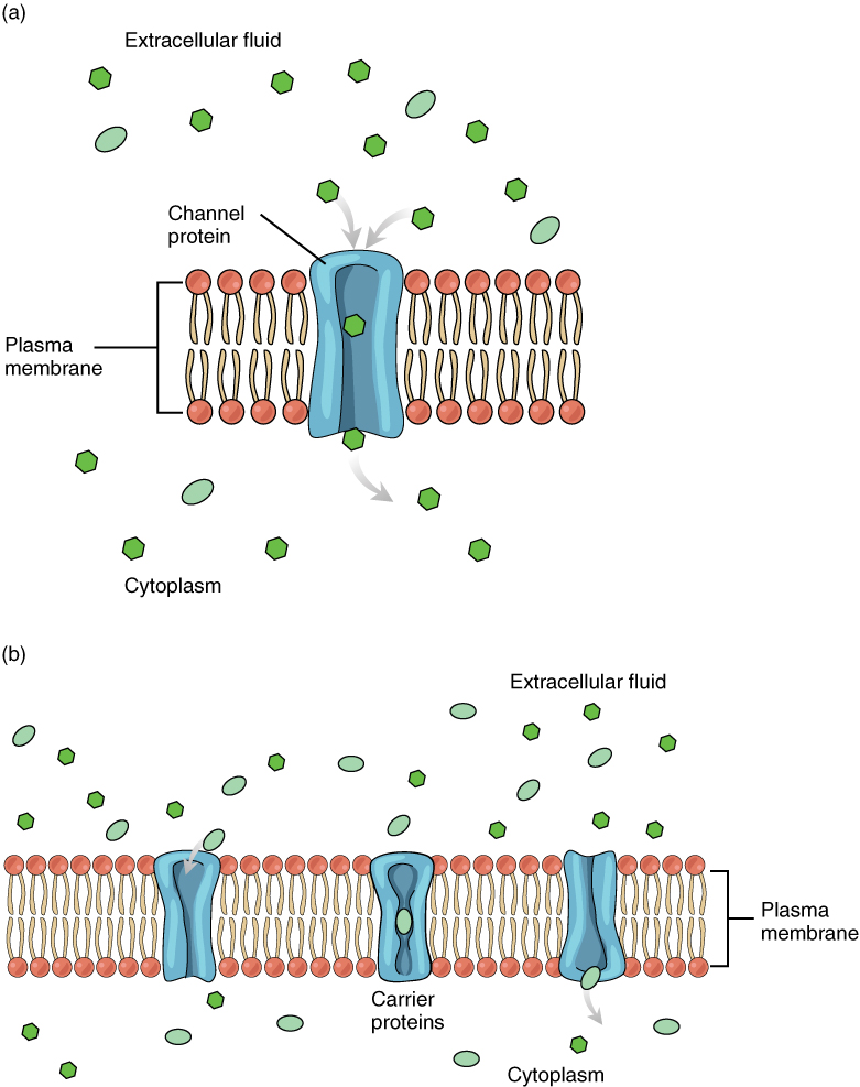 3.1 The Cell Membrane Anatomy and Physiology