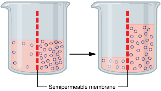 This figure shows the diffusion of water through osmosis. The left panel shows a beaker with water and different solute concentrations. A semipermeable membrane is present in the middle of the beaker. In the right panel, the water concentration is higher to the right of the semipermeable membrane.
