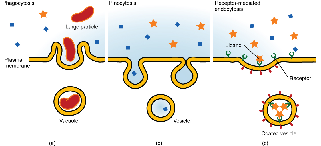 Examine the diagram which illustrates how the body controls homeostasis. a)  Receptors (sensors) form the first part of the control mechanism. What is a  receptor? Provide an explanation, then give one example