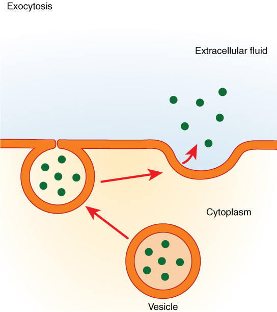 homeostasis in cells diagram