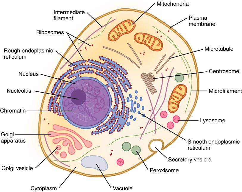 Eukaryotic Cell Diagram SimpleMed