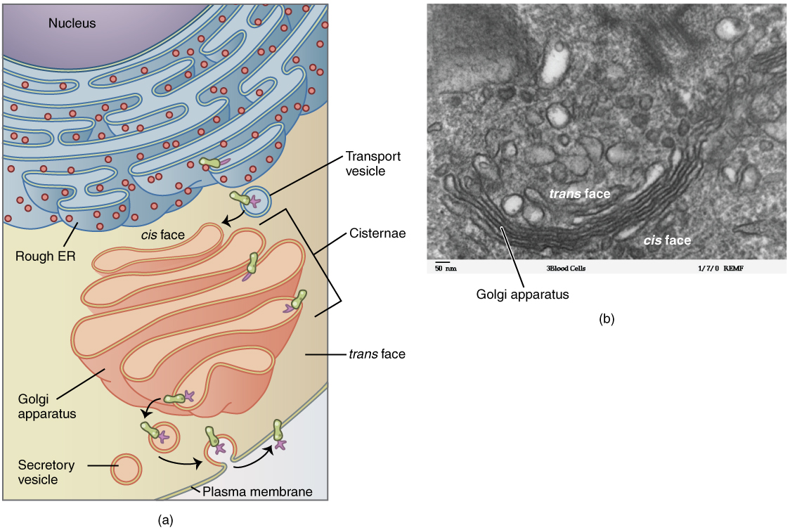 3.2 The Cytoplasm and Cellular Organelles – Anatomy and Physiology