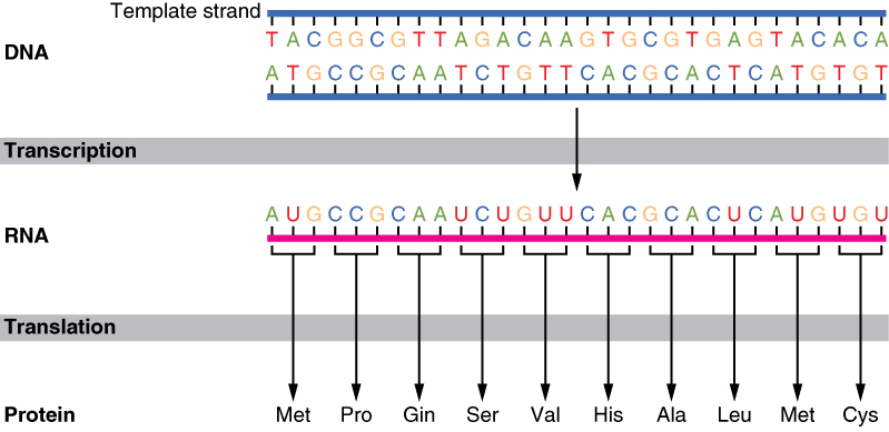 This diagram shows the translation of RNA into proteins. A DNA template strand is shown to become an RNA strand through transcription. Then the RNA strand undergoes translation and becomes proteins.