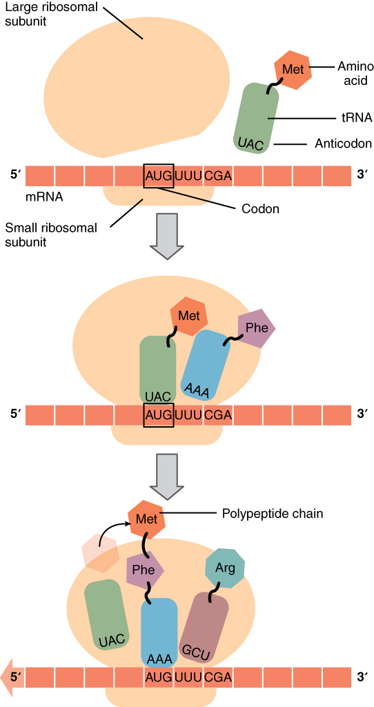 The top part of this figure shows a large ribosomal subunit coming into contact with the mRNA that already has the small ribosomal subunit attached. A tRNA and an anticodon are in proximity. In the second panel, the tRNA also binds to the same site as the ribosomal subunits. In the bottom panel, a polypeptide chain is shown emerging from the complex.