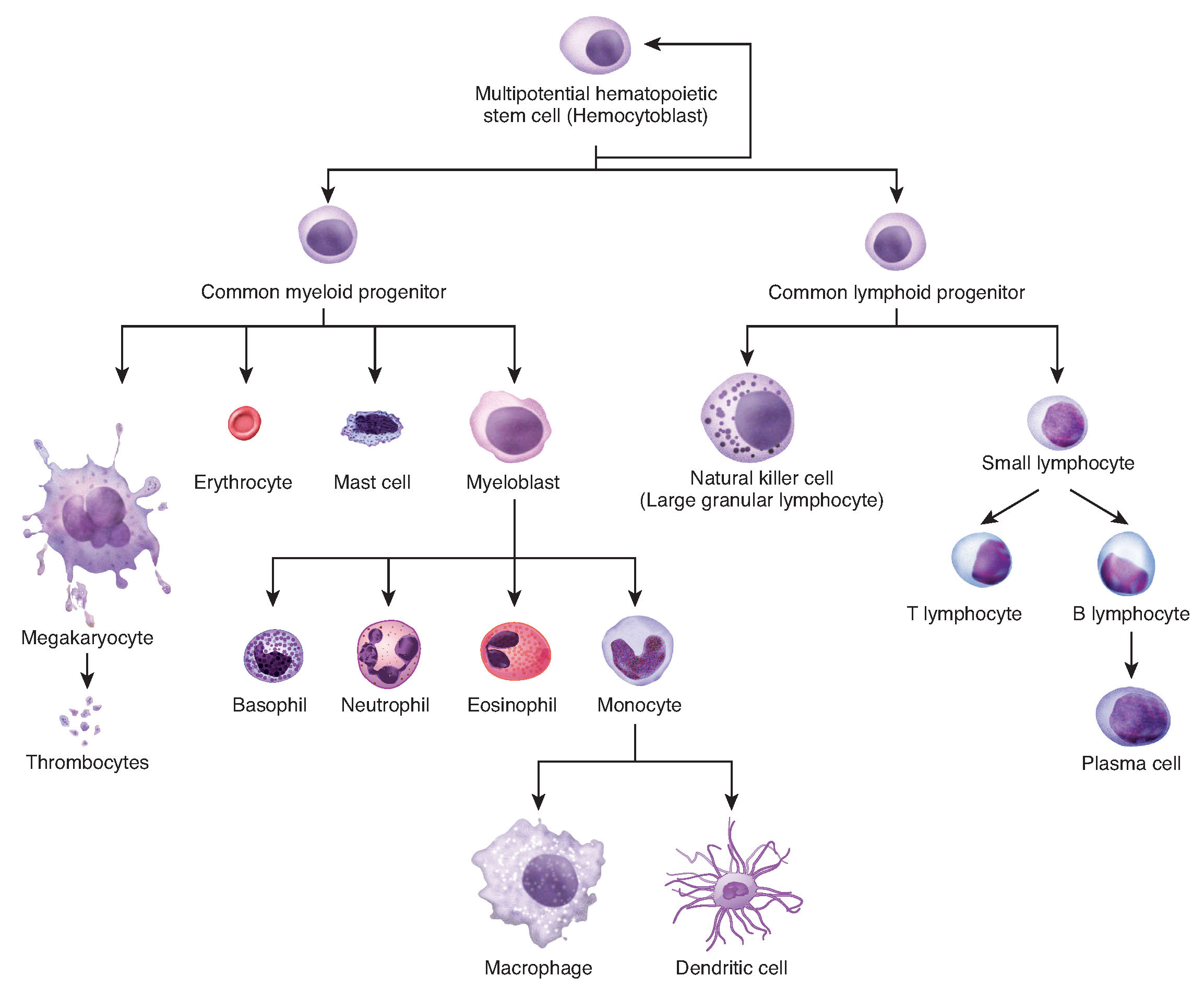 Cell Morphology Chart