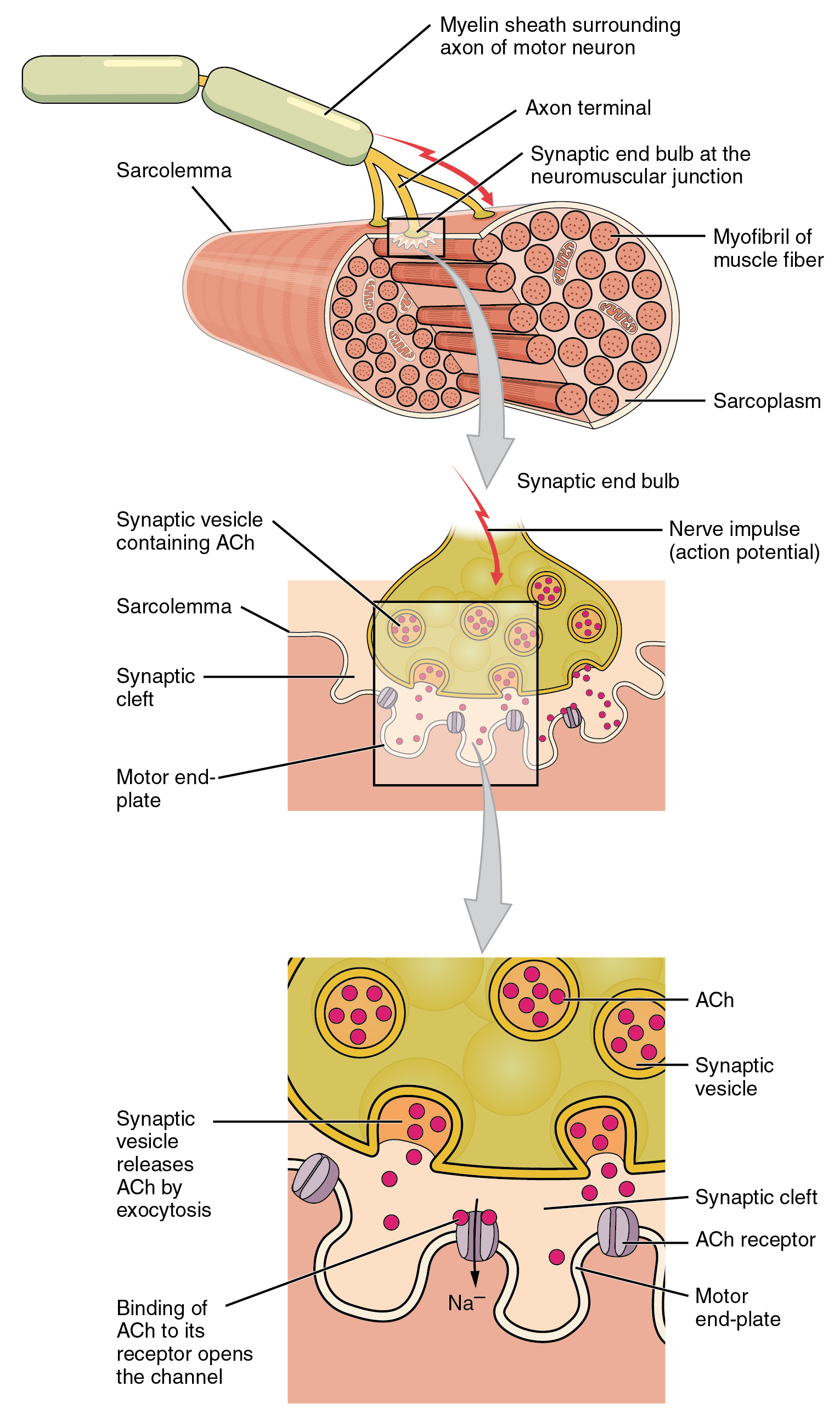 10.2 Skeletal Muscle – Anatomy and Physiology