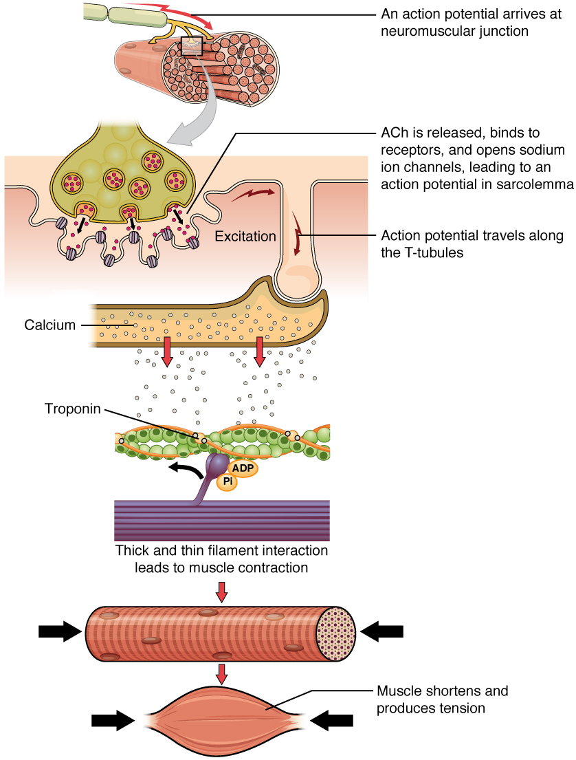 summary-of-muscle-contraction