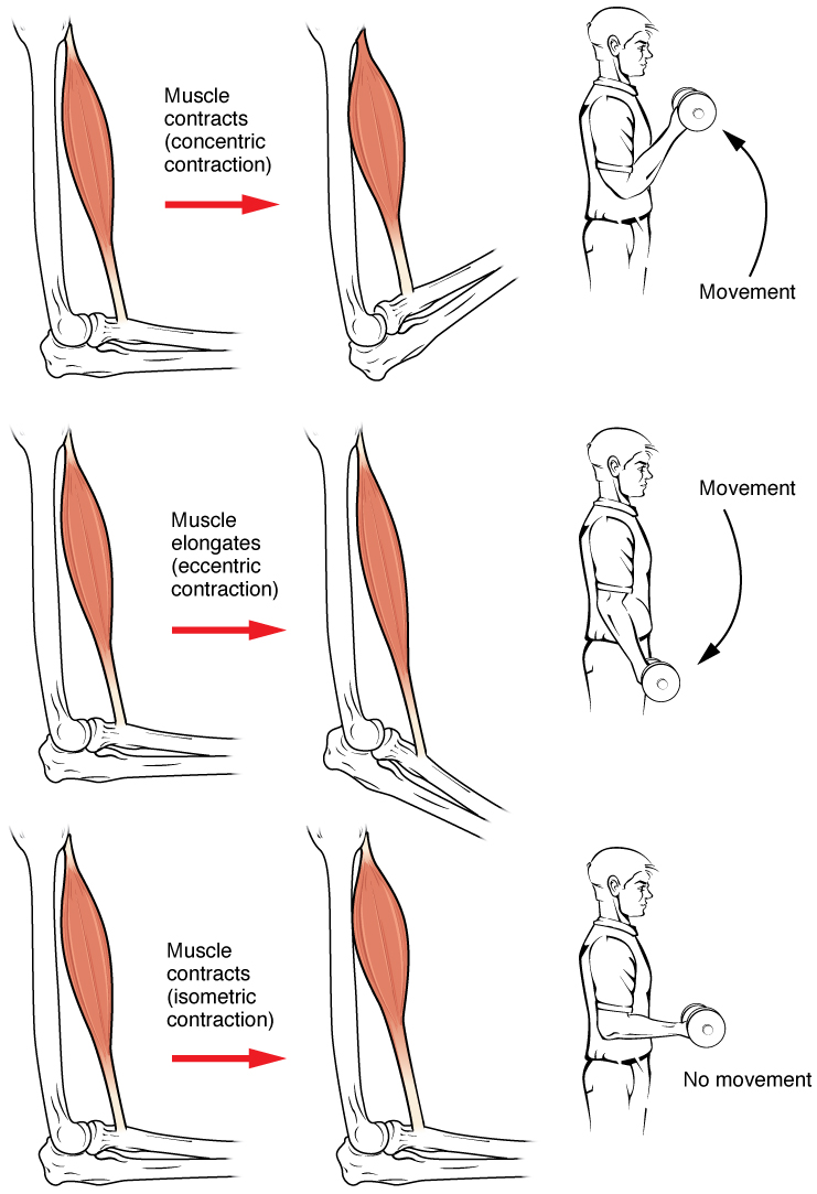 types of muscle contractions