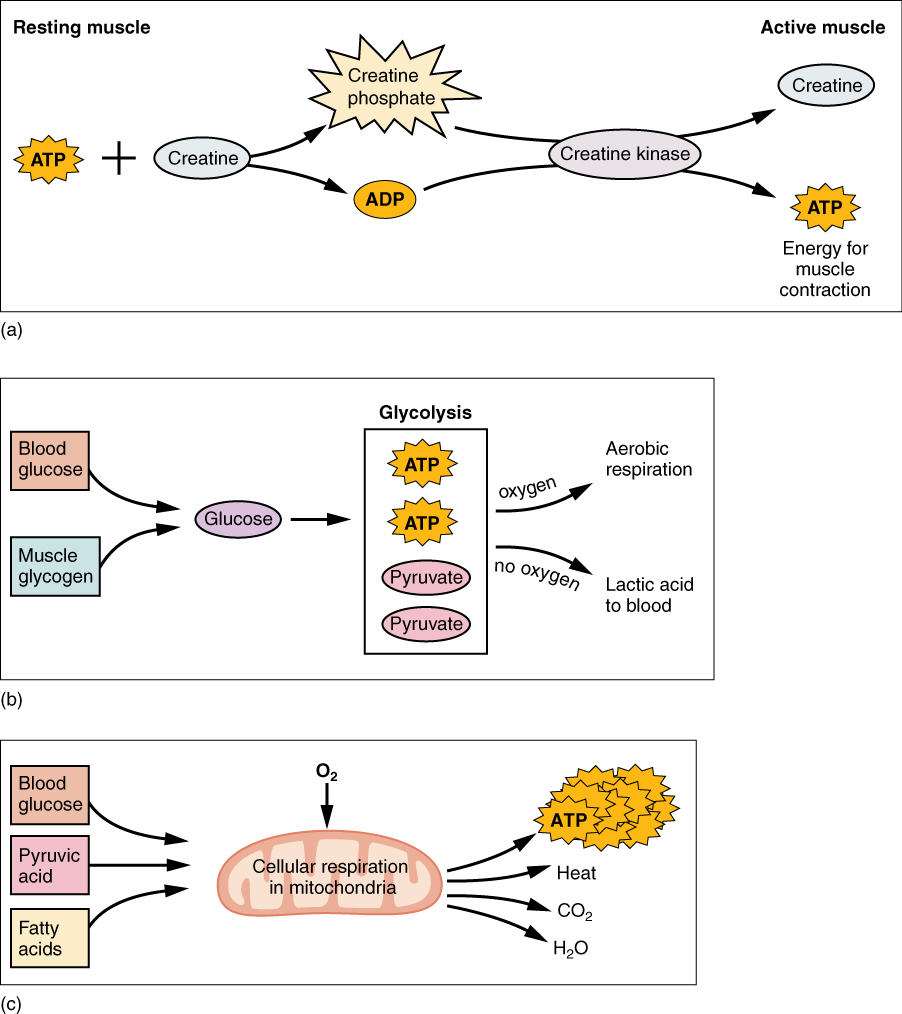 10.3 Muscle Fiber Contraction and Relaxation – Anatomy and Physiology