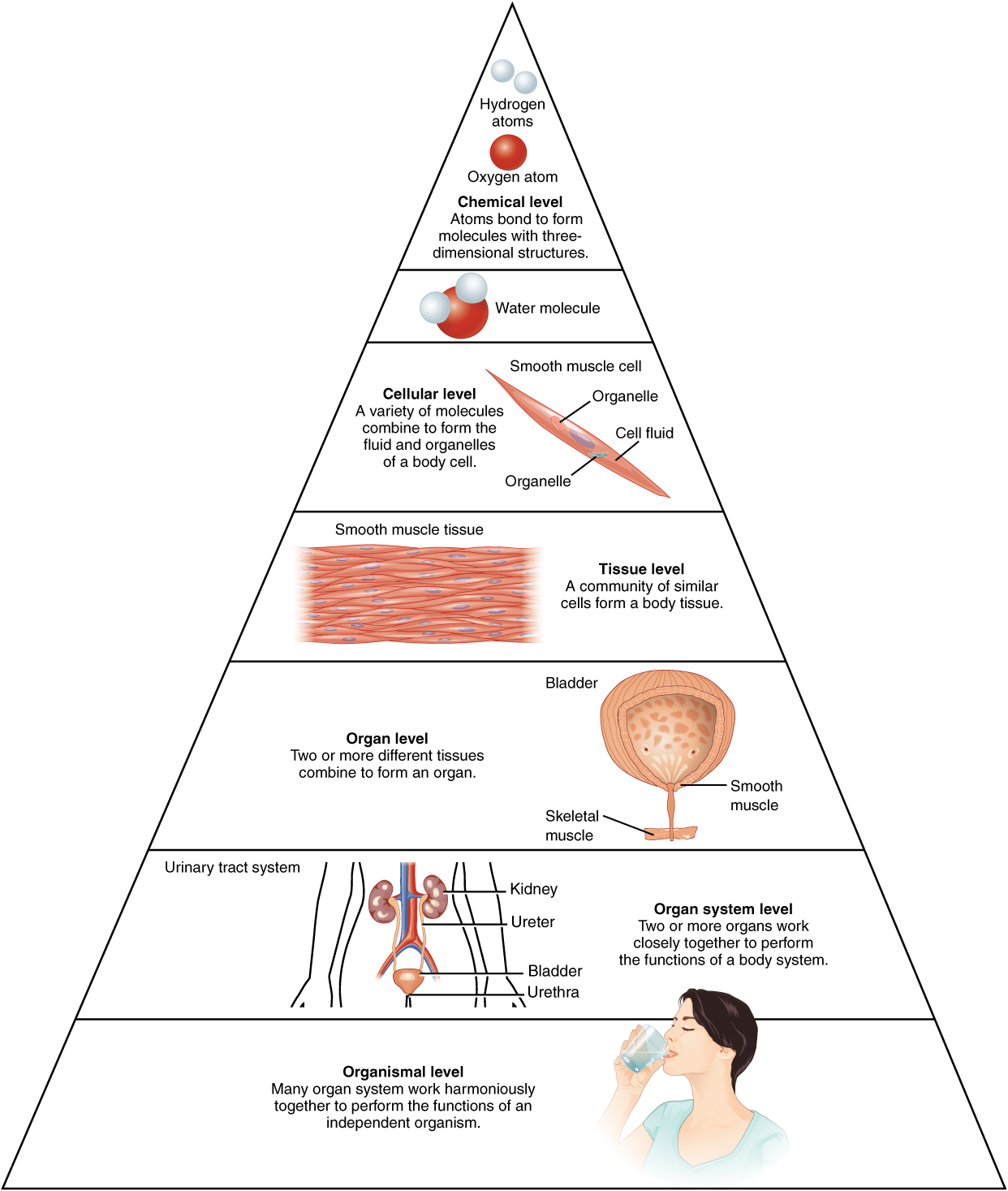 Organization of human body flashcards | quizlet