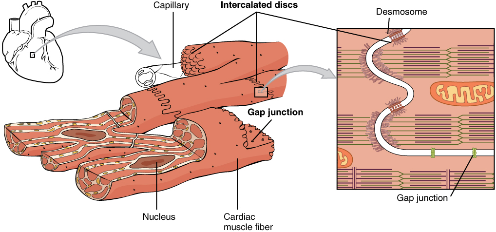 10.7 Cardiac Muscle Tissue – Anatomy and Physiology