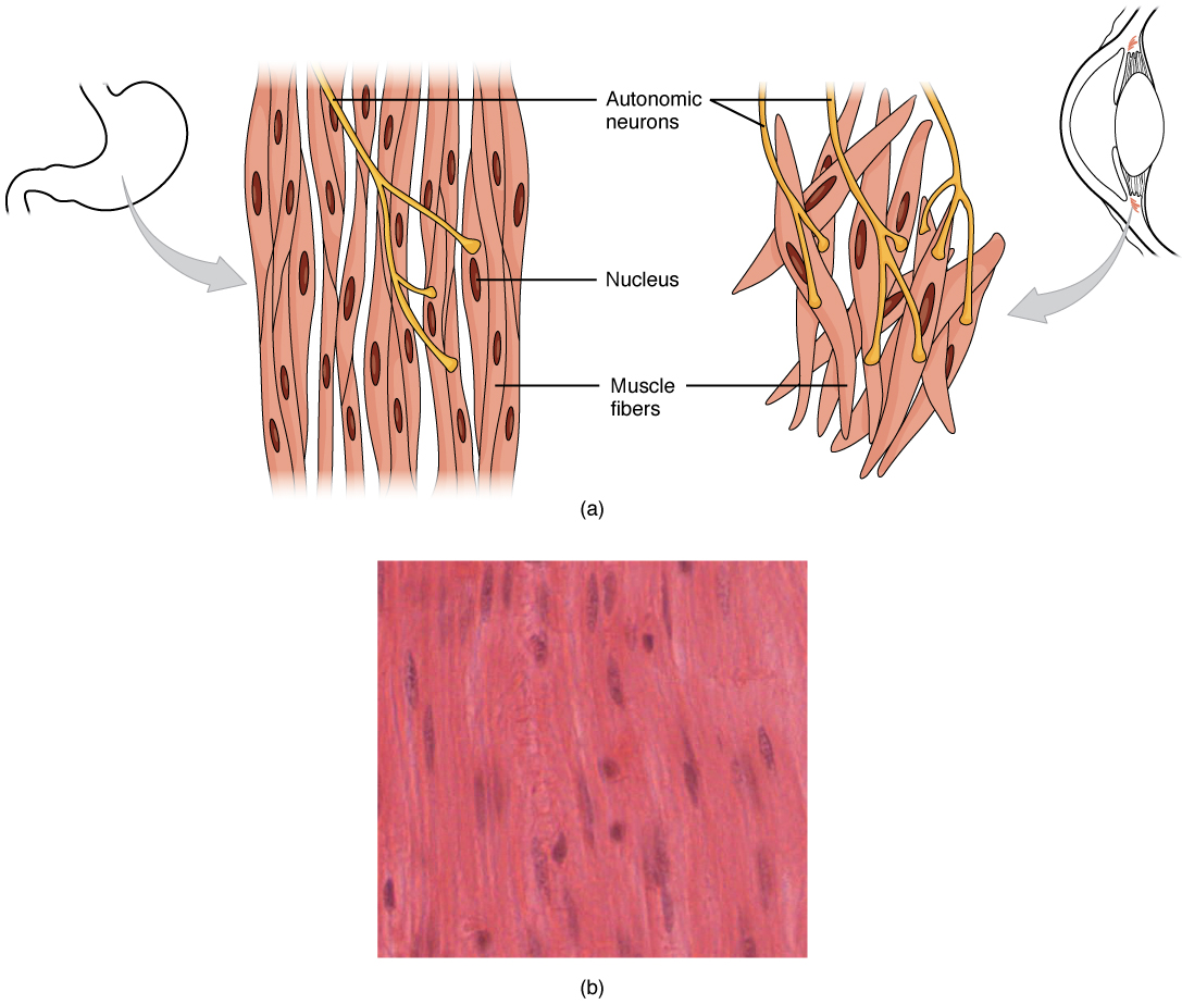 Muscles structure diagram