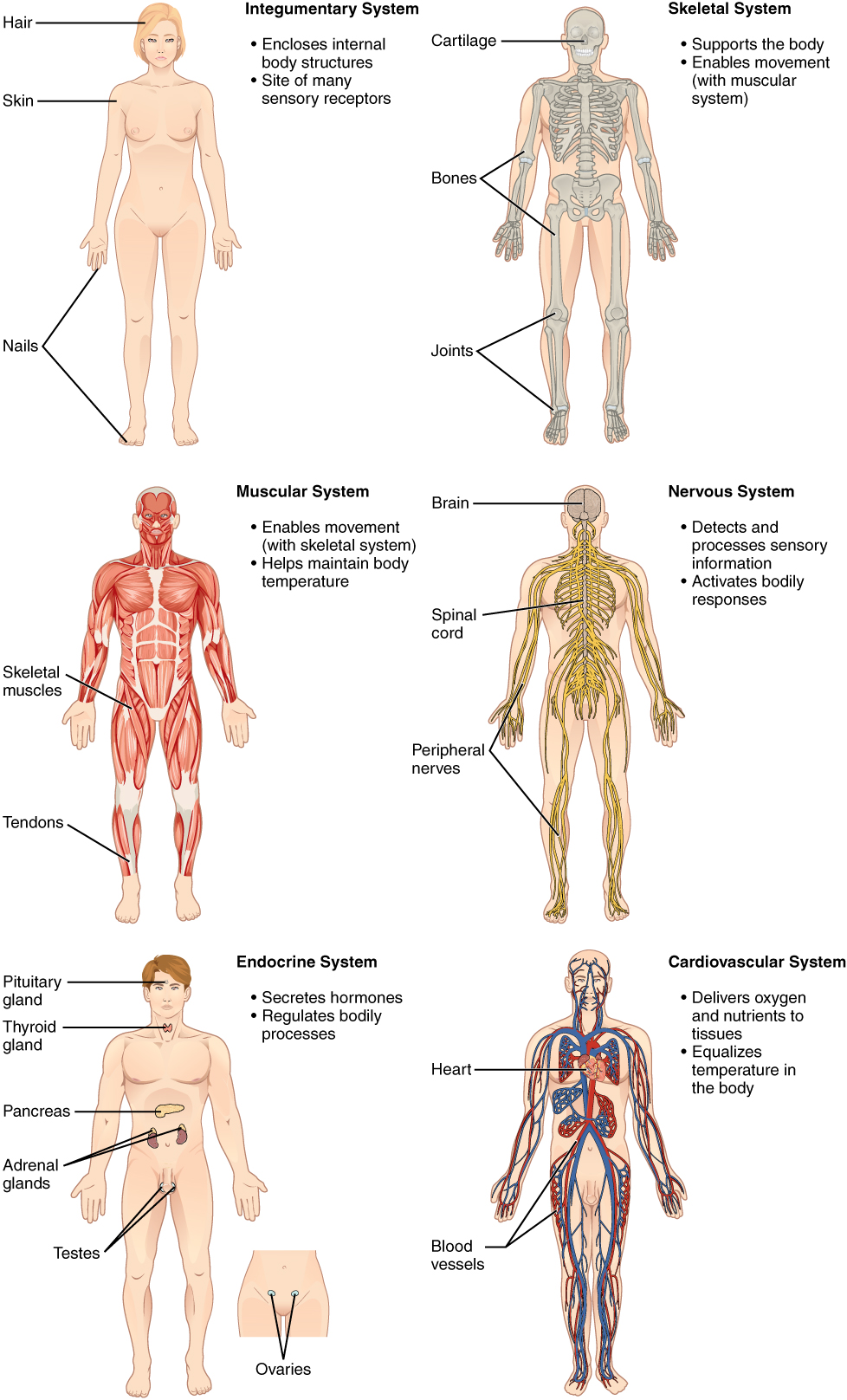 Which organ system contains the liver?