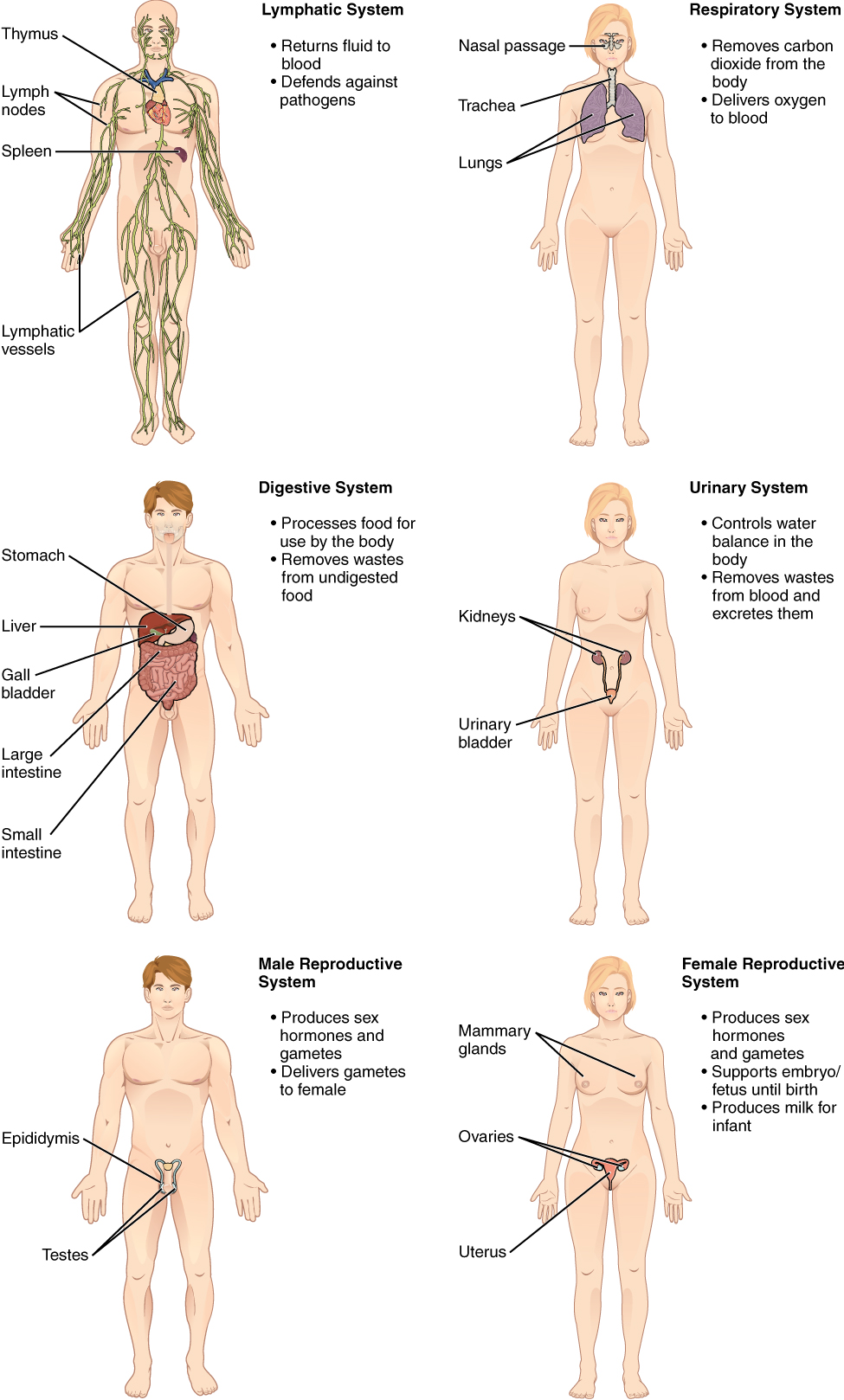 1.2 Structural Organization of the Human Body – Anatomy & Physiology