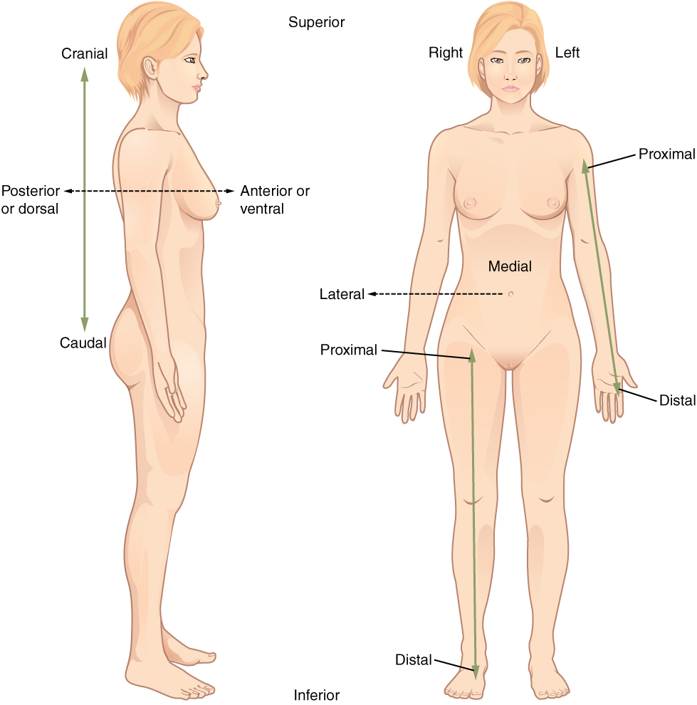 1.6 Anatomical Terminology - Anatomy and Physiology