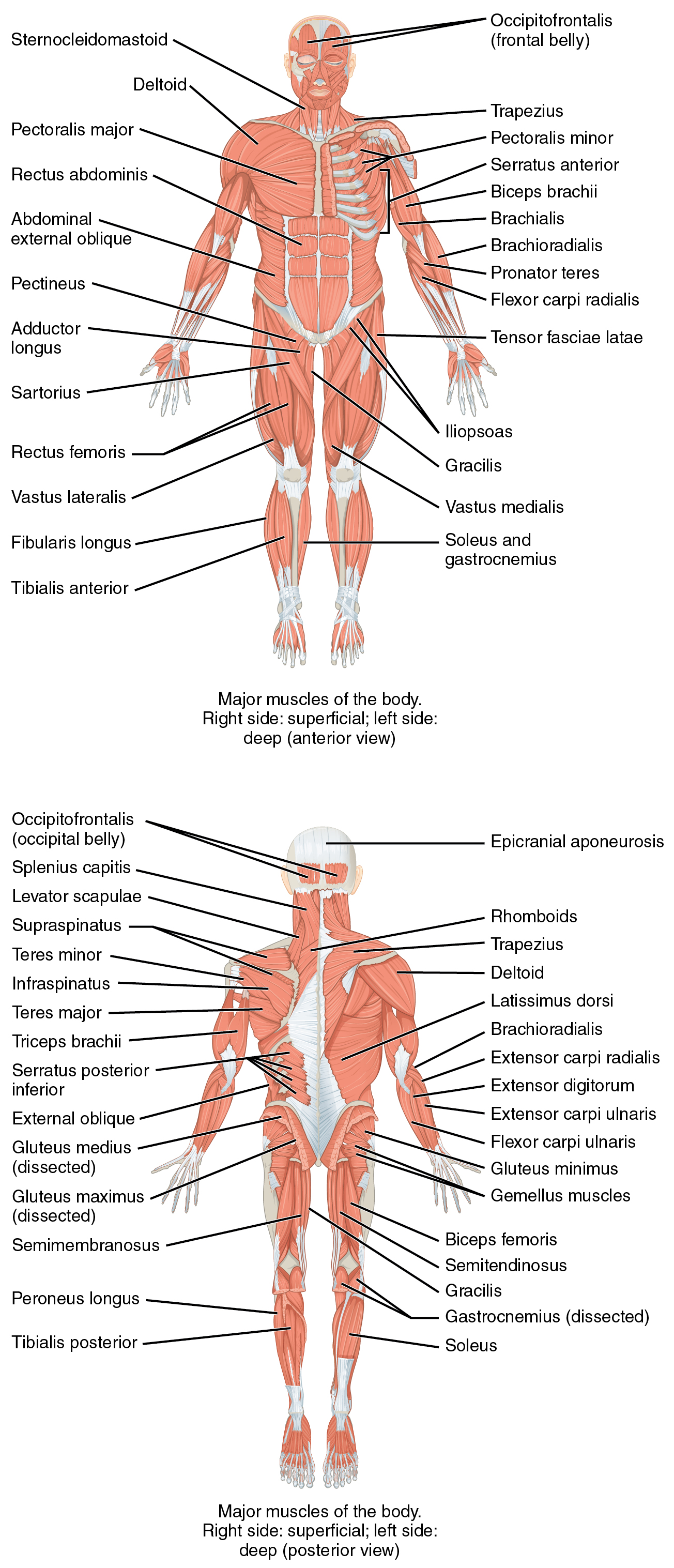 Major Skeletal Muscles Of Human Body And Interactions Bio103 Human