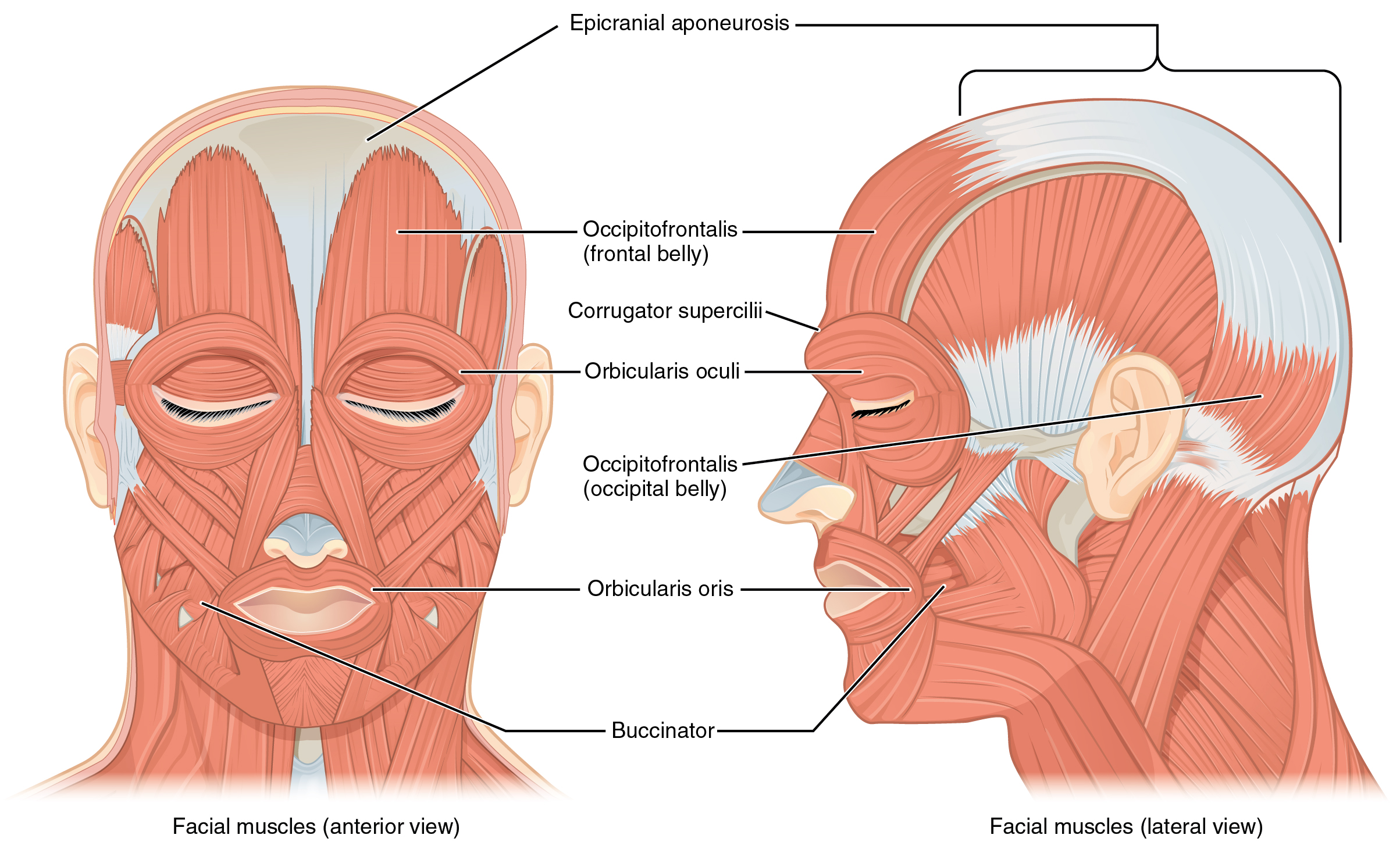 The left panel in this figure shows the anterior view of the facial muscles, and the right panel shows the lateral view.