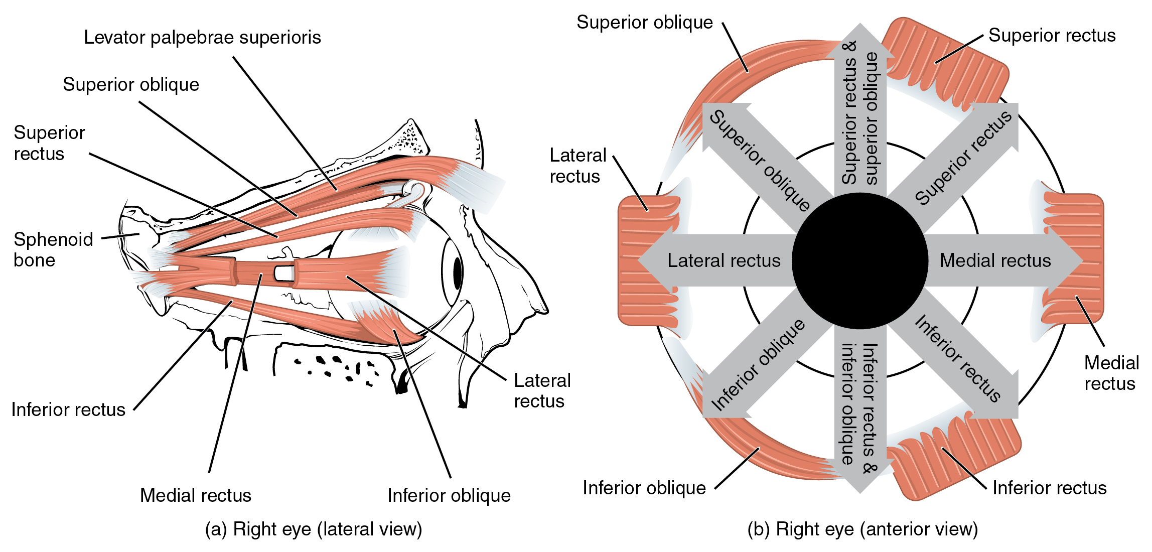 Diagram of the posterior view of muscles that move the head