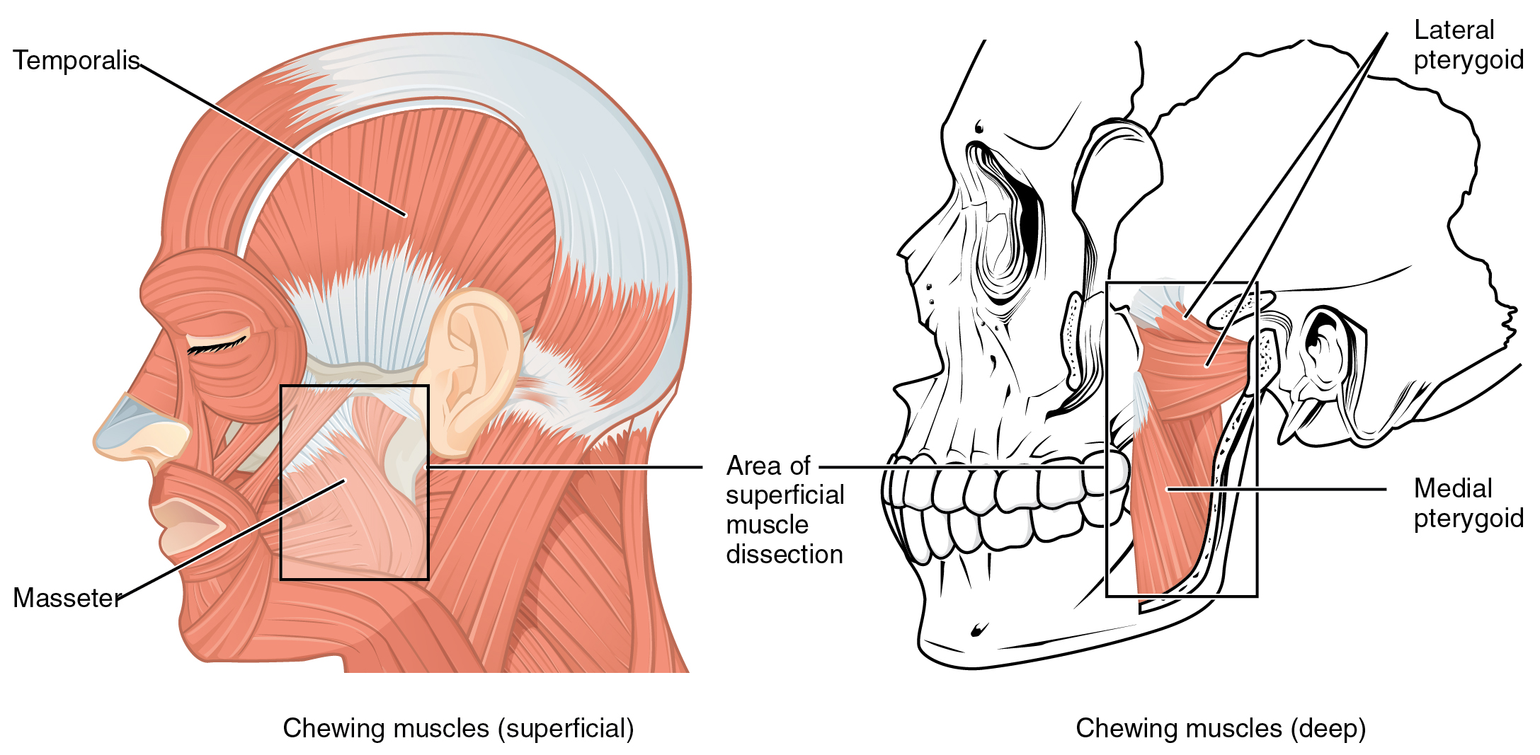 11 3 Axial Muscles Of The Head Neck And Back Anatomy And