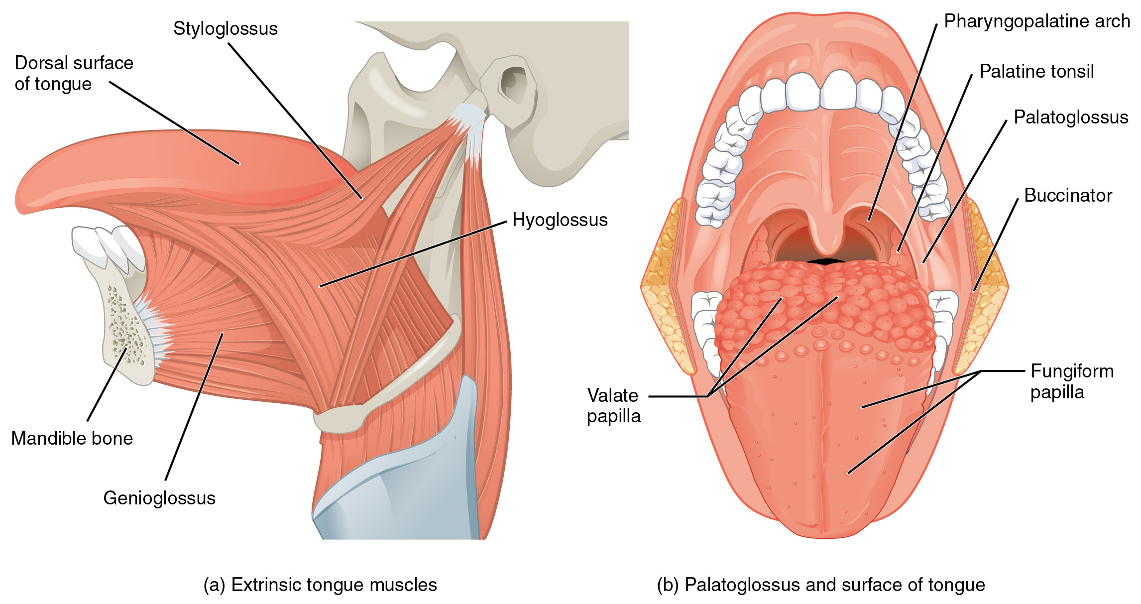 Diagram of the posterior view of muscles that move the head