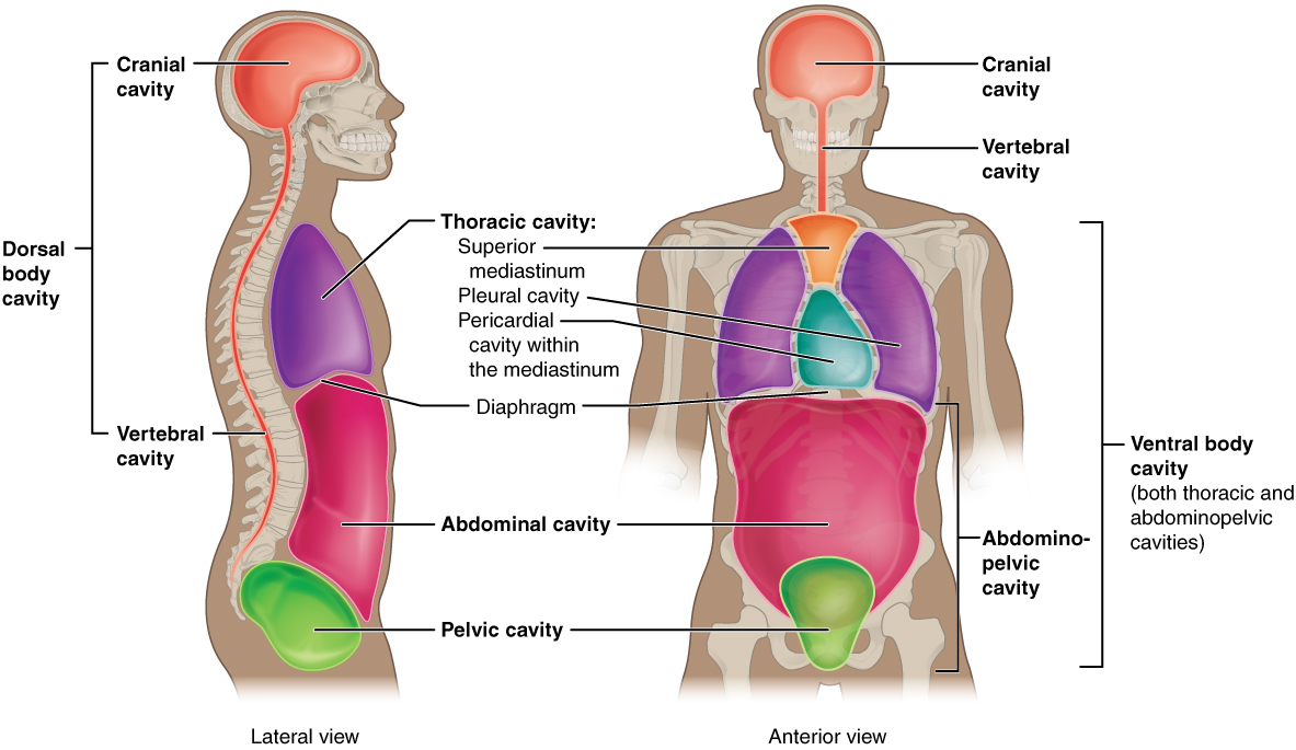 1.6 Anatomical Terminology – Anatomy and Physiology