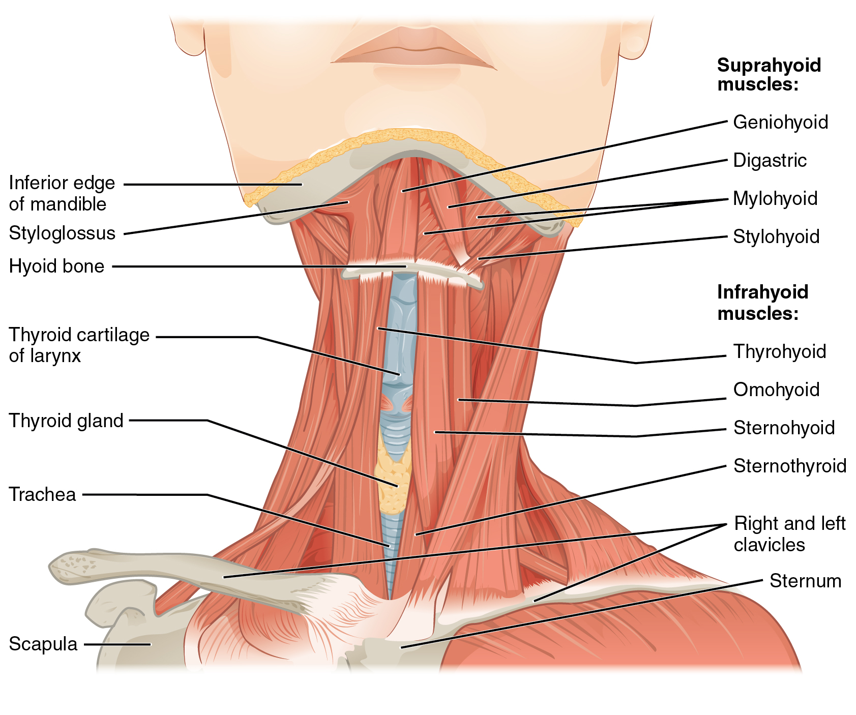 muscles-of-the-trunk-diagram-drivenheisenberg