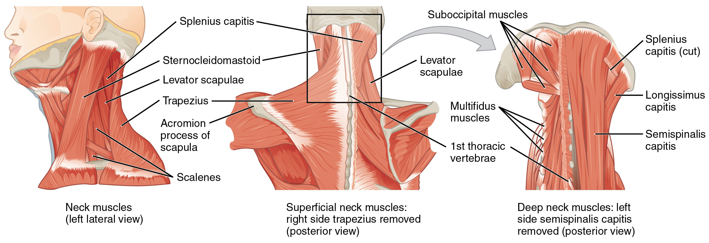 Neck and shoulder muscles diagram