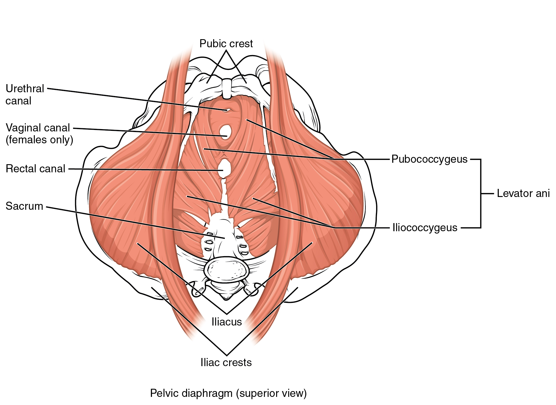 This image shows the superior view of the pelvic diaphragm.