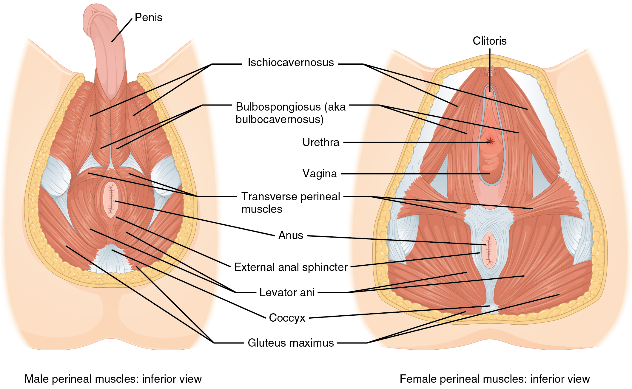 Muscle man diagram labeled