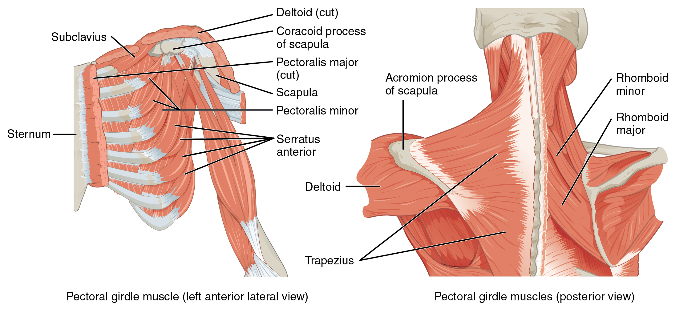 Back Muscle Labeled