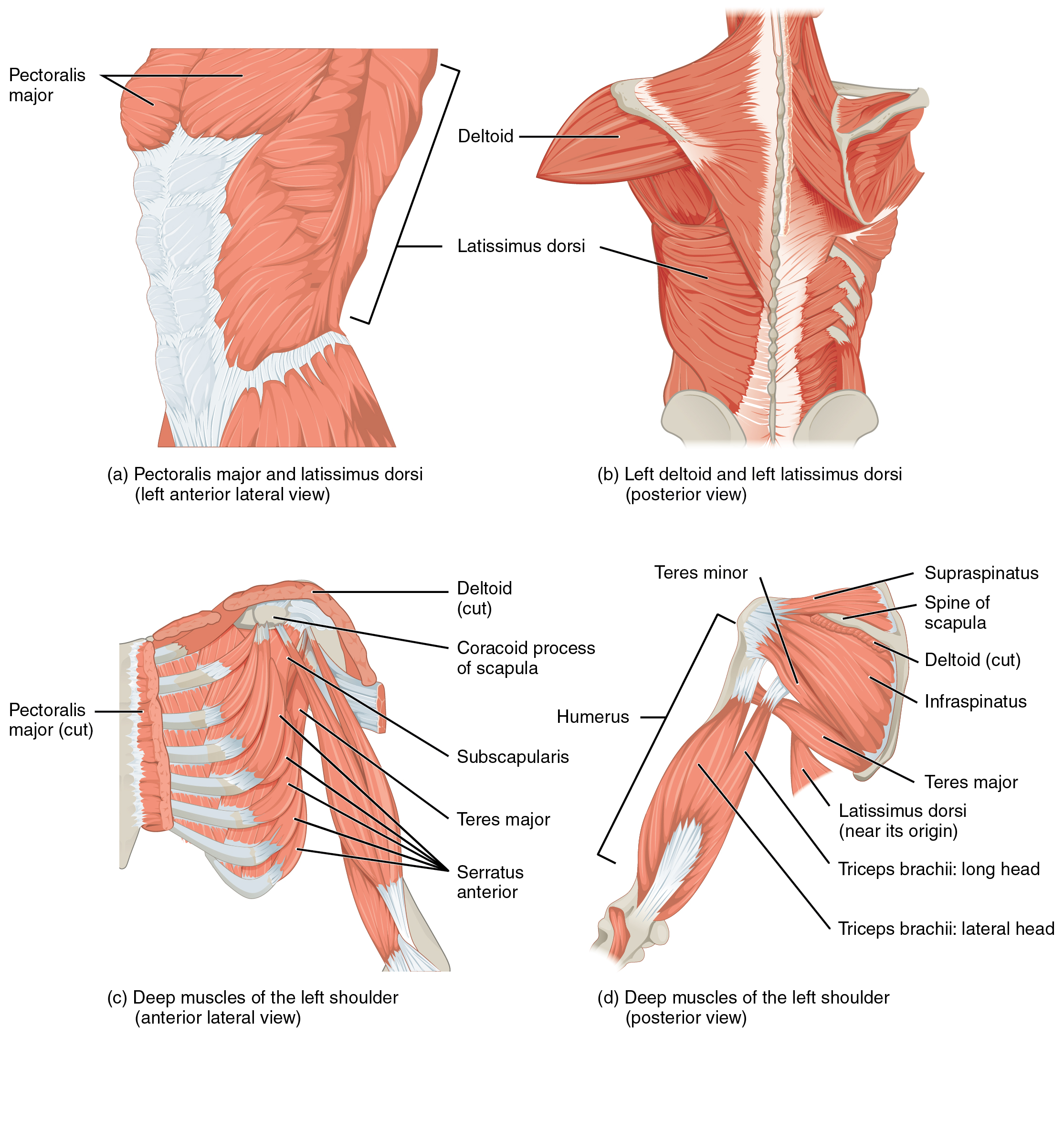 Right Arm Muscle Model Labeled