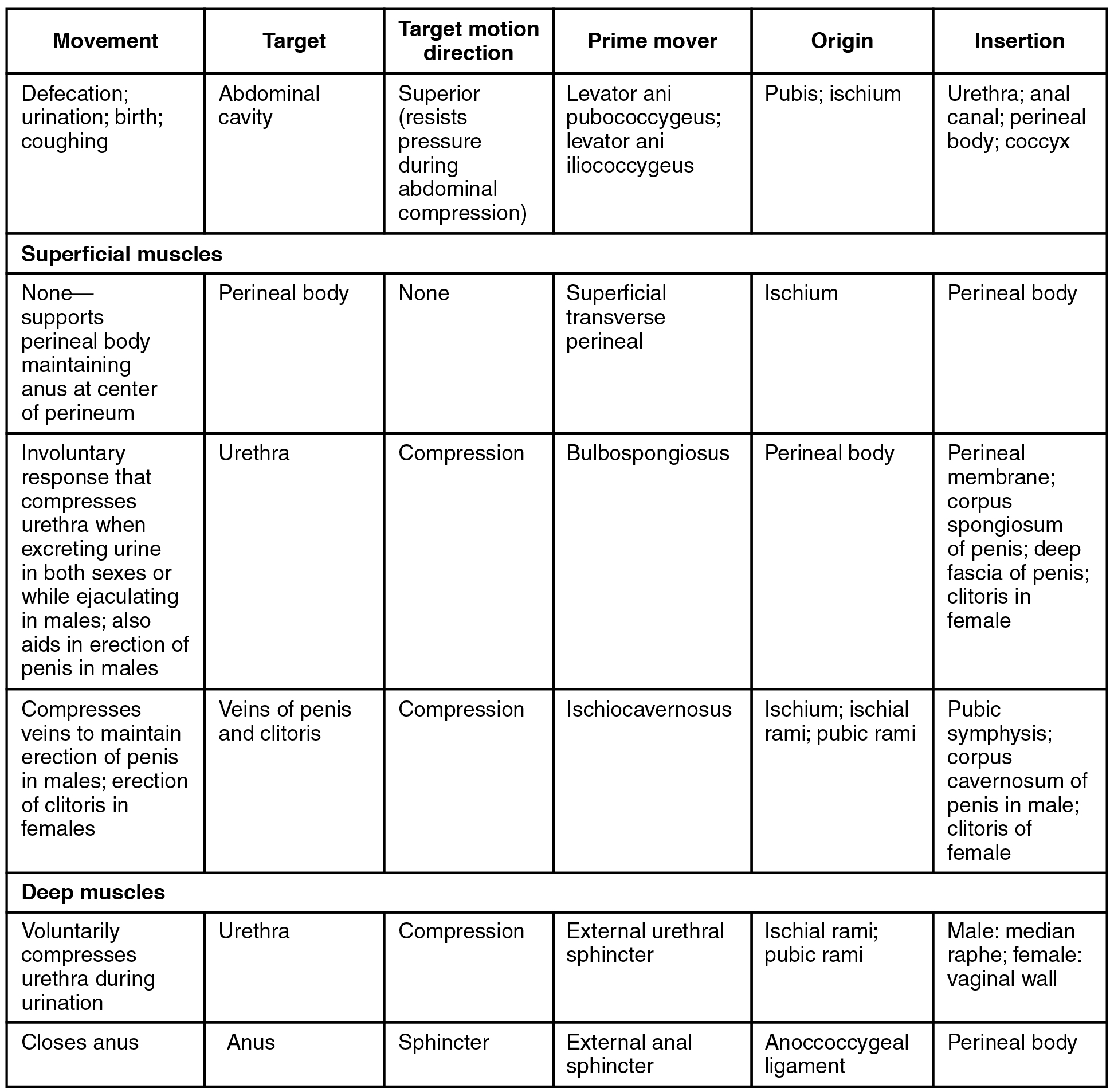 This table describes the muscles of the perineum that are common to men and women. The levator ani pubococcygeus and levator ani iliococcygeus control movements during defaction, urination, coughing, and giving birth. They originate in the pubis and ischium. The superficial transverse perineal supports the perineal body maintaining the anus at the center of the perineum. It originates in the ischium. The bulbospongiosus is a superficial muscle that causes an involuntary response that compresses the urethra when excreting urine in both sexes or while ejaculating in males; it also aids in erection of the penis in males. It originates in the perineal body. The ischiocavernosus is a superficial muscle that compresses veins to maintain erection of the penis in males and erection of the clitoris in females. It originates in the ischium, ischial rami, and pubic rami. The external uretral sphincter is a deep muscle that voluntarily compresses the urethra during urination. It originates in the ischial rami and pubic rami. The external anal sphincter is a deep muscle that closes the anus. It originates in the anoccoccygeal ligament.