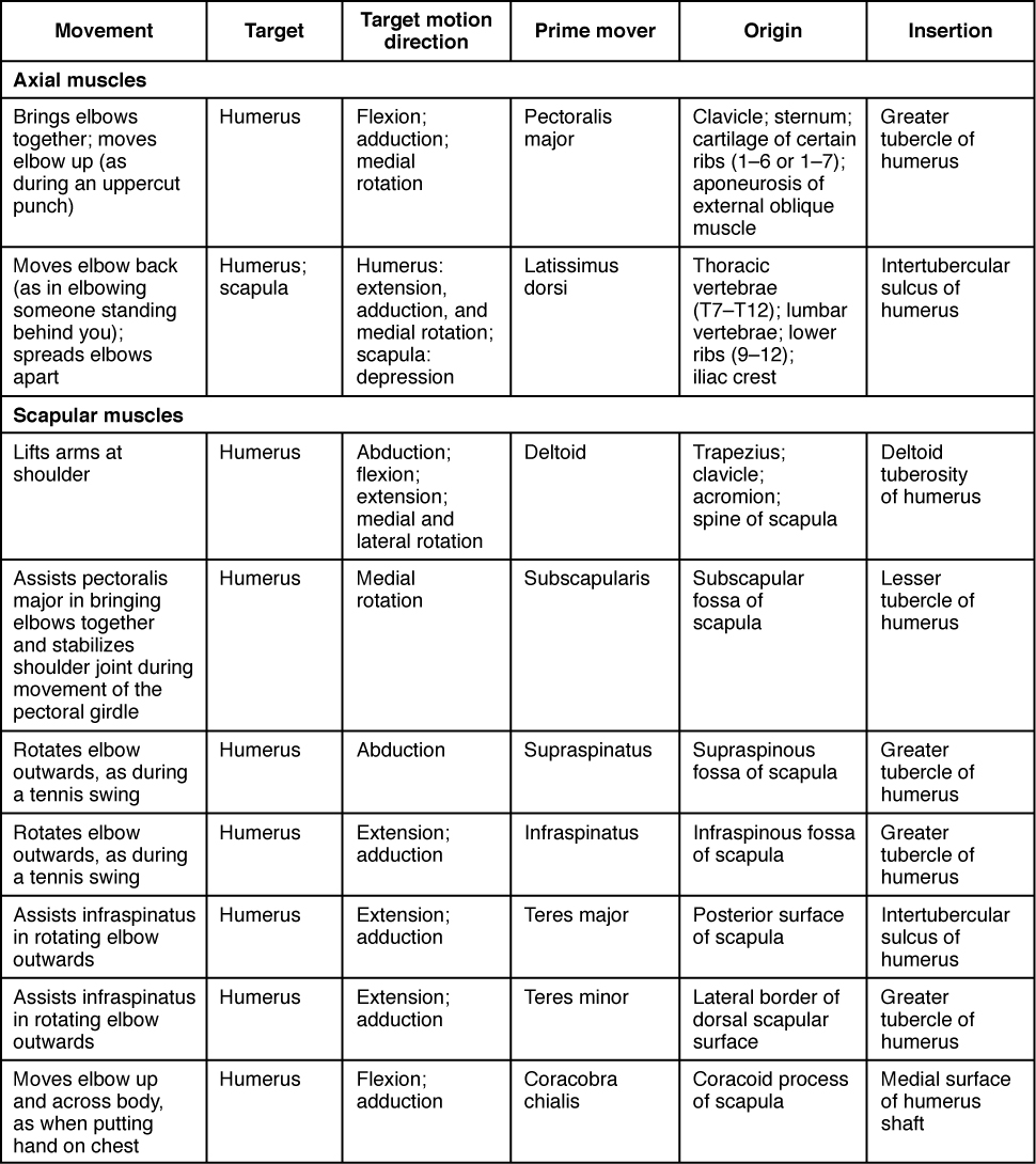 Upper Extremity Innervation Chart