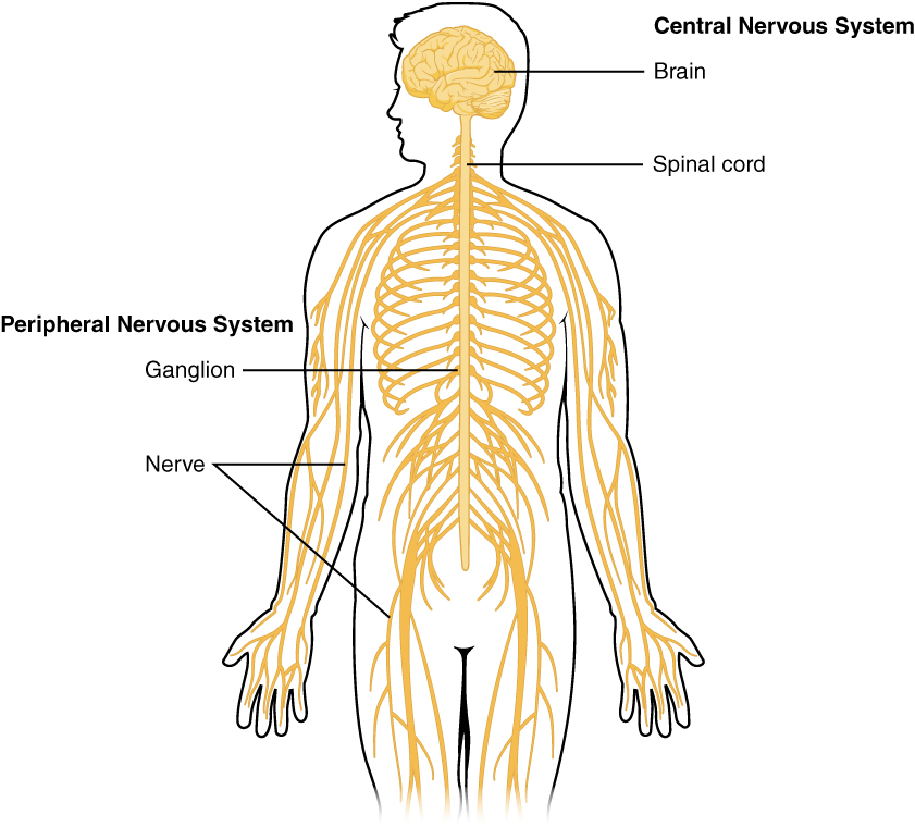 12.1 Basic Structure and Function of the Nervous System ...