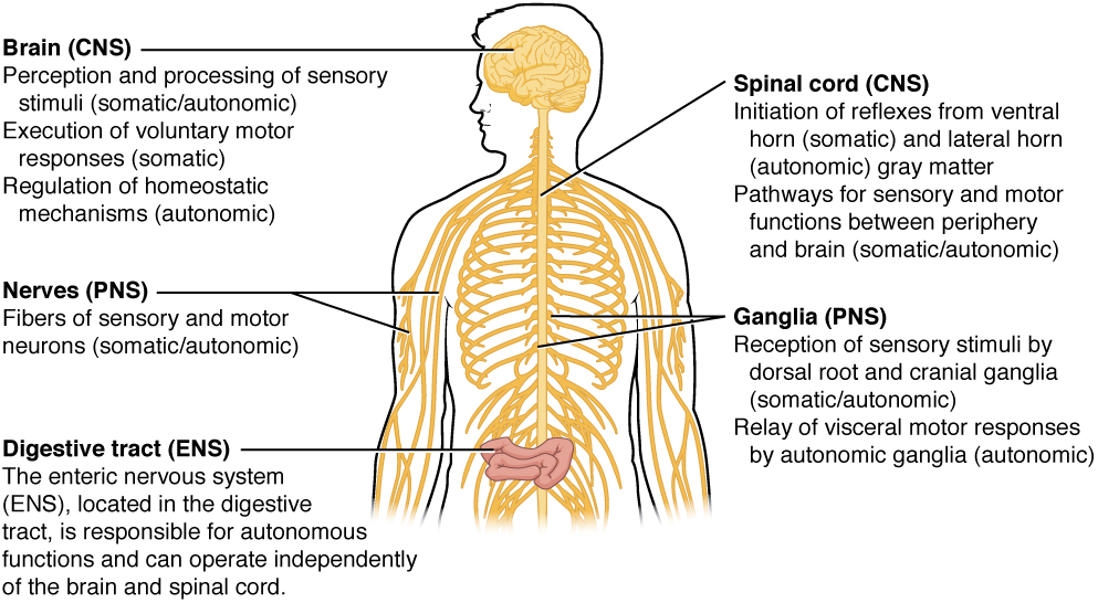 Essay on spinal cord