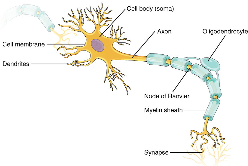 Nervous System Histology