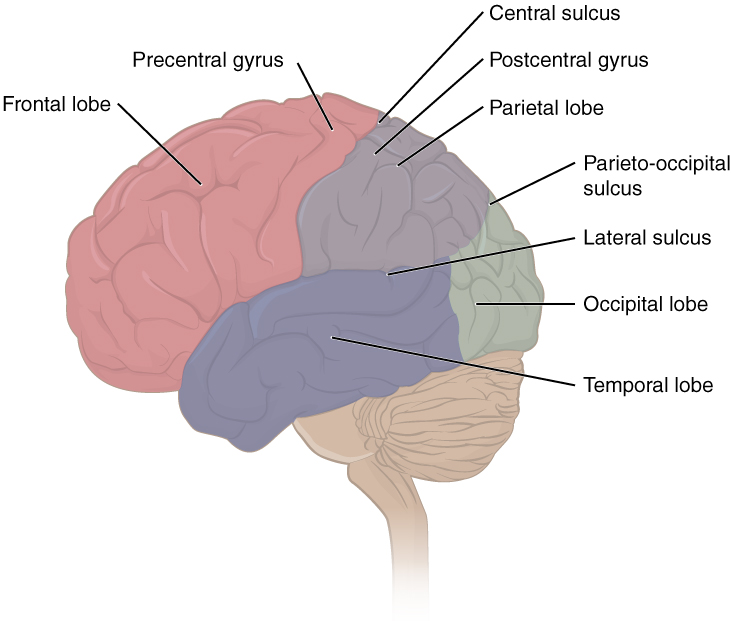 13 2 The Central Nervous System Anatomy And Physiology