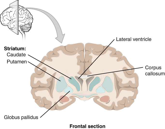 13 2 The Central Nervous System Anatomy And Physiology