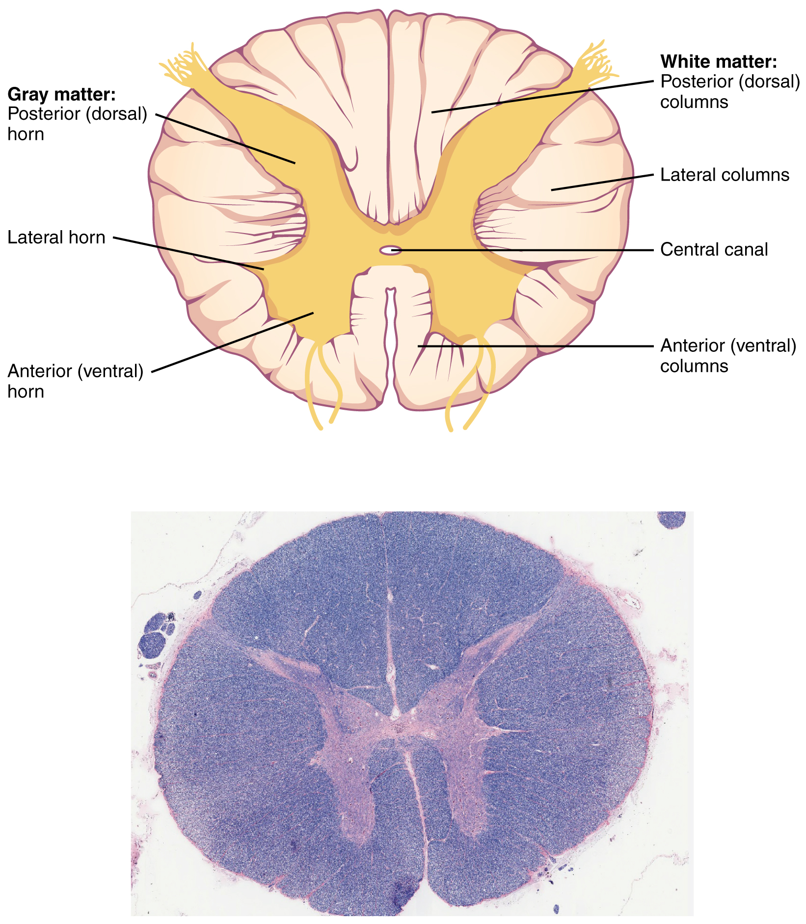 13 2 The Central Nervous System Anatomy And Physiology