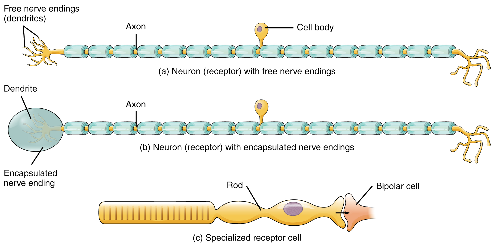 what type of sensory neuron responds to green light