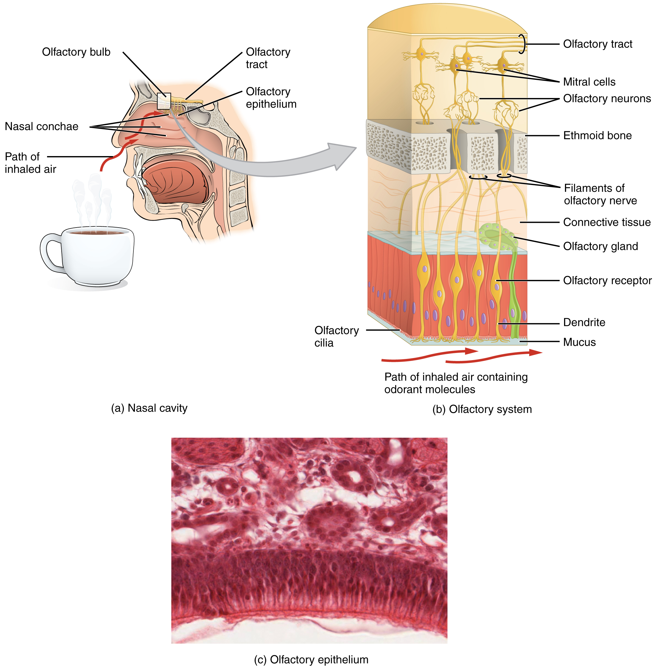 14.1 Sensory Perception – Anatomy and Physiology a diagram of a cochlea spiral organ region of 