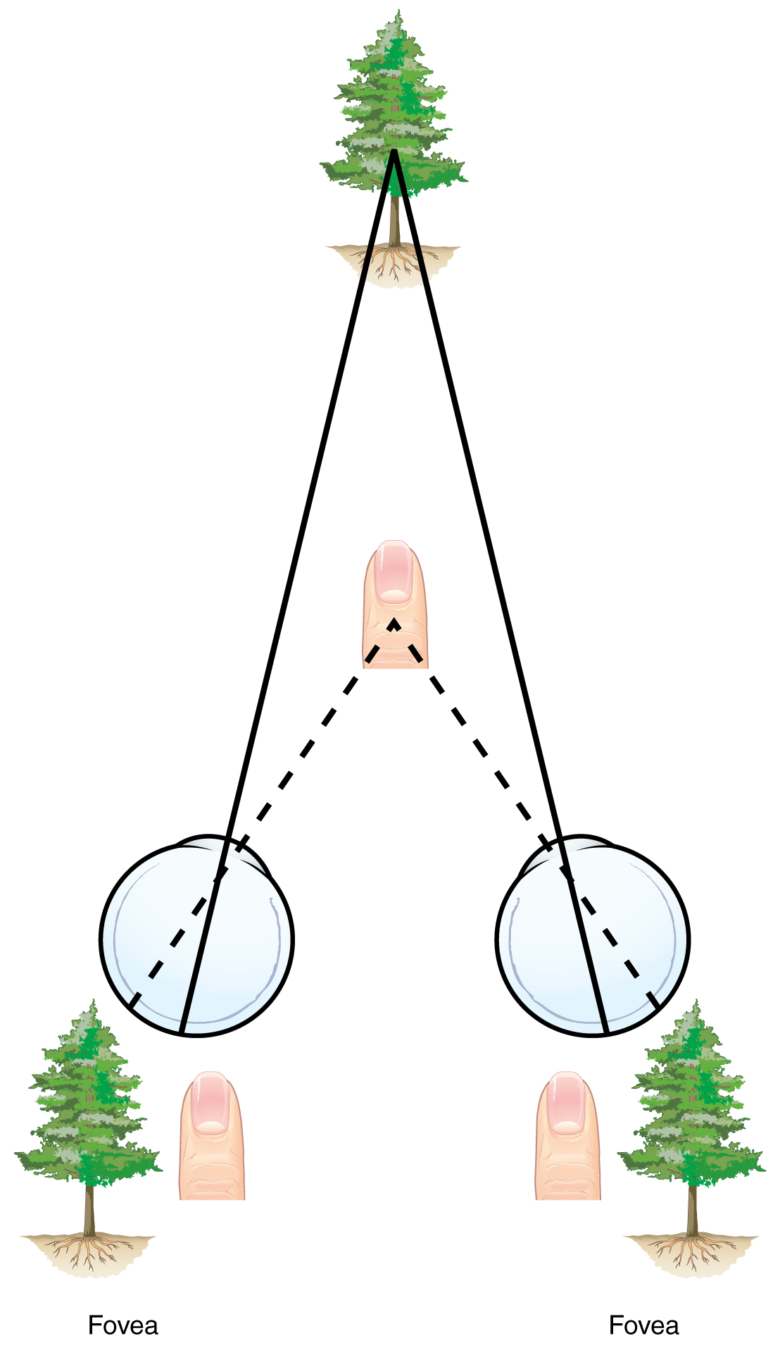 This image shows how the left and right eye view objects that are closer and farther away.