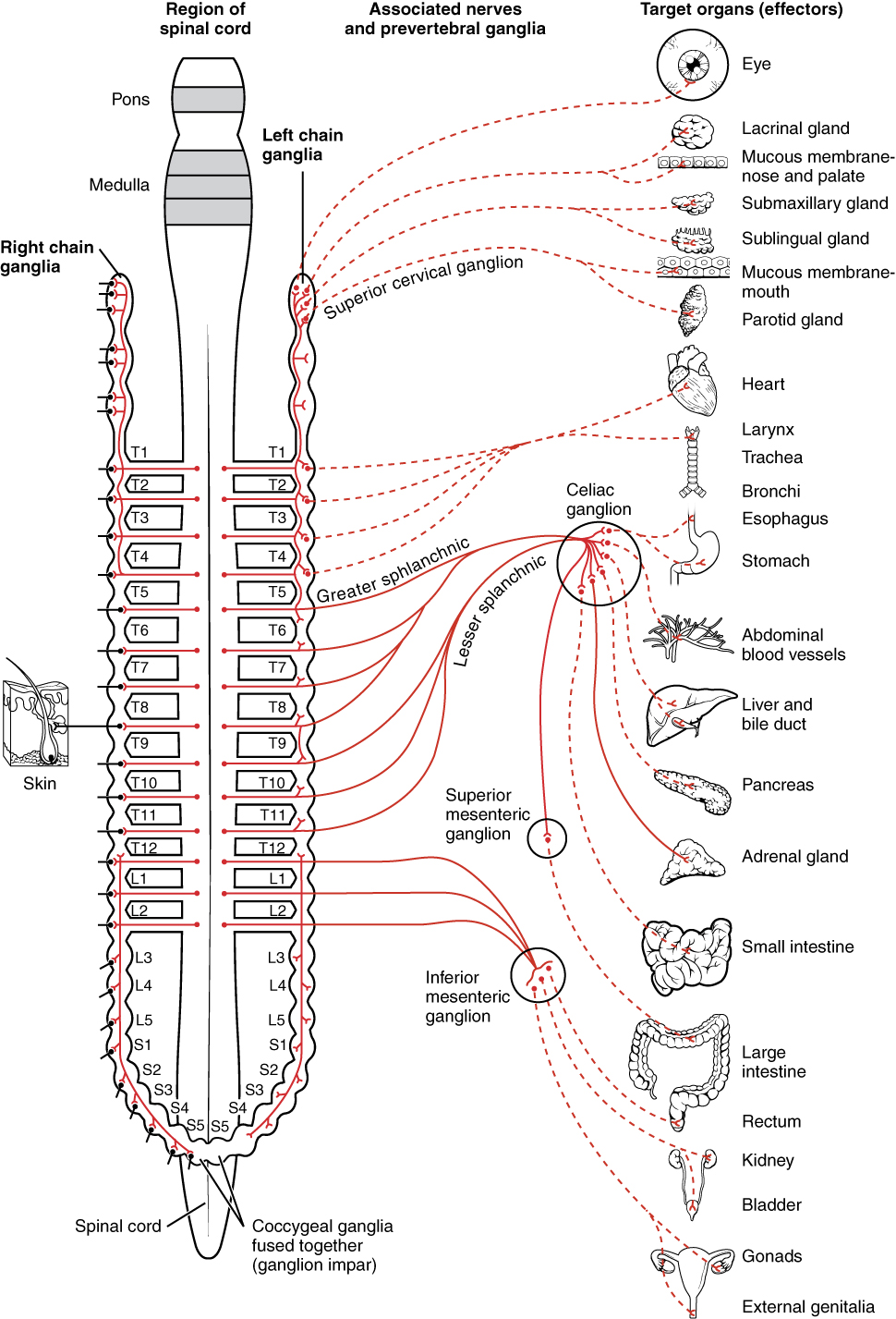 15.1 Divisions of the Autonomic Nervous System – Anatomy and Physiology