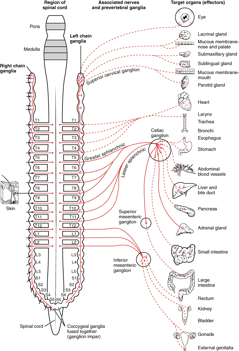 15.1 Divisions of the Autonomic Nervous System - Anatomy ...