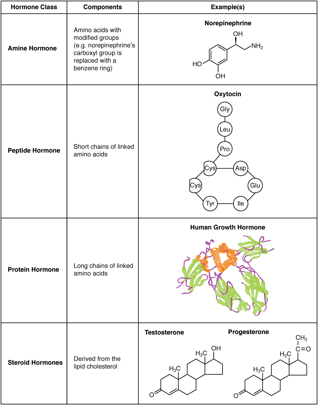 Endocrine System Hormones Chart